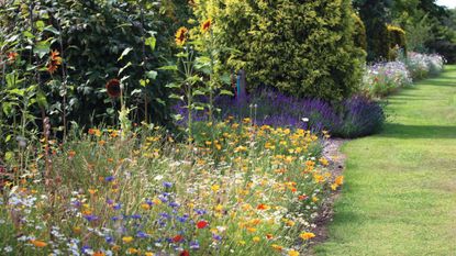Wildflowers and sunflowers in an autumn garden border