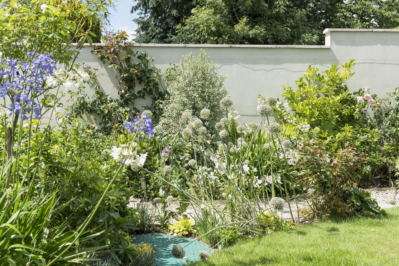 garden flowers agapanthus