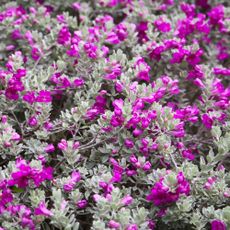 Brilliant blooms on Texas sage Leucophyllum frutescens privacy shrub