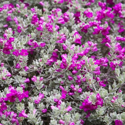 Brilliant blooms on Texas sage Leucophyllum frutescens privacy shrub