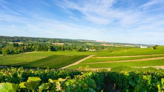 fields and vineyard in Champagne, France