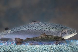 gmo-salmon