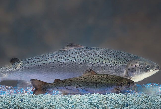 gmo-salmon