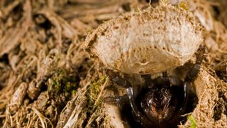 Cteniza moggridgei (trapdoor spider) hiding in its burrow with cork-shaped lid open.