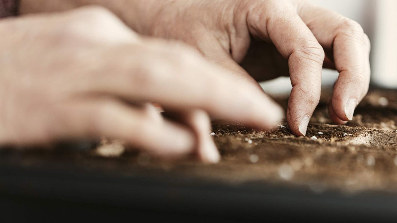 Hands sowing seeds into module trays