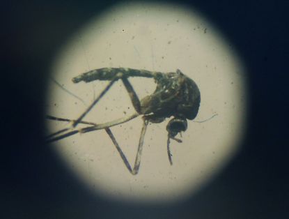 A mosquito. 