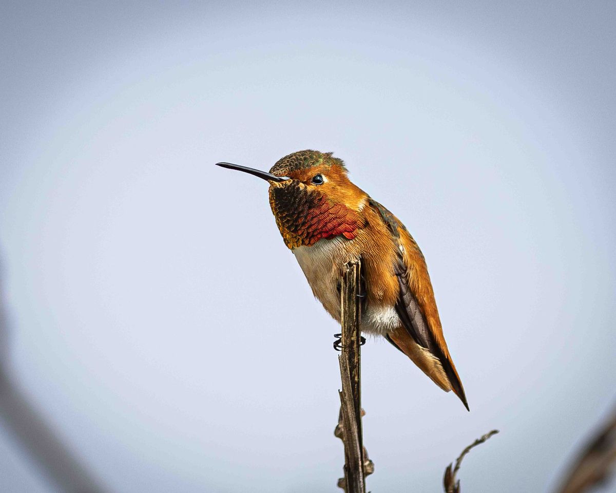 GuruShots - Nature March 2026