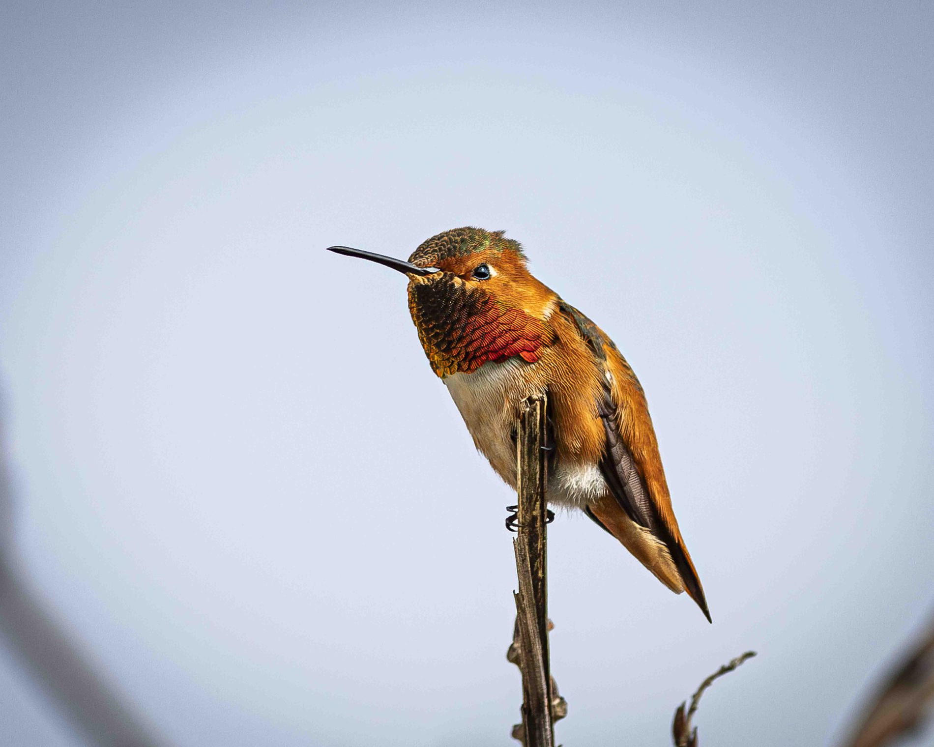 GuruShots - Nature March 2026