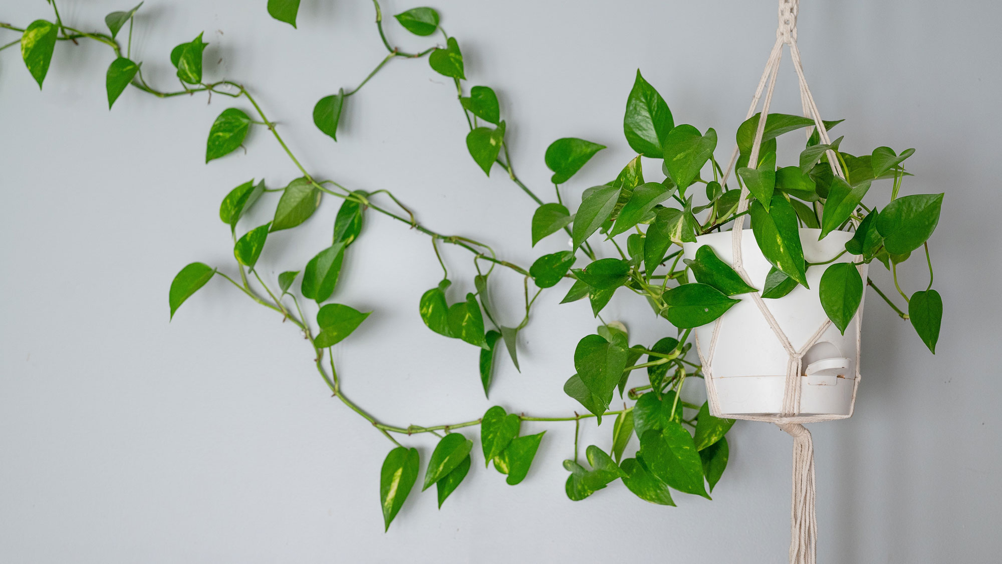 hanging houseplant stretching stems against a white wall
