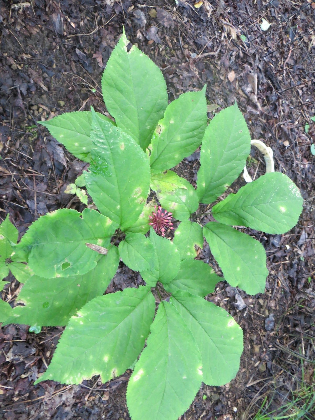 Diseased Ginseng Plant