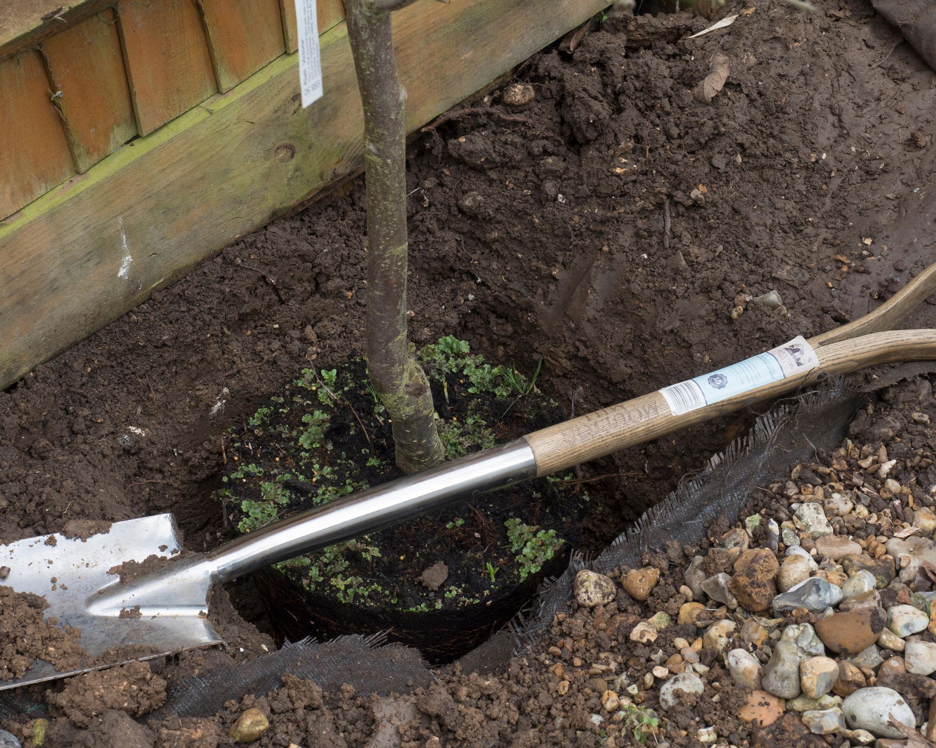 How to grow plums: tips on planting, growing and caring for plum trees ...