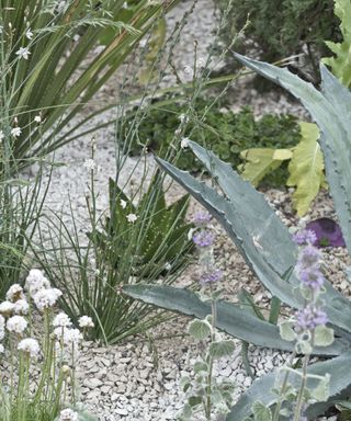 succulent planting in gravel