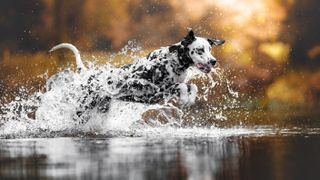 Dalmatian running in lake