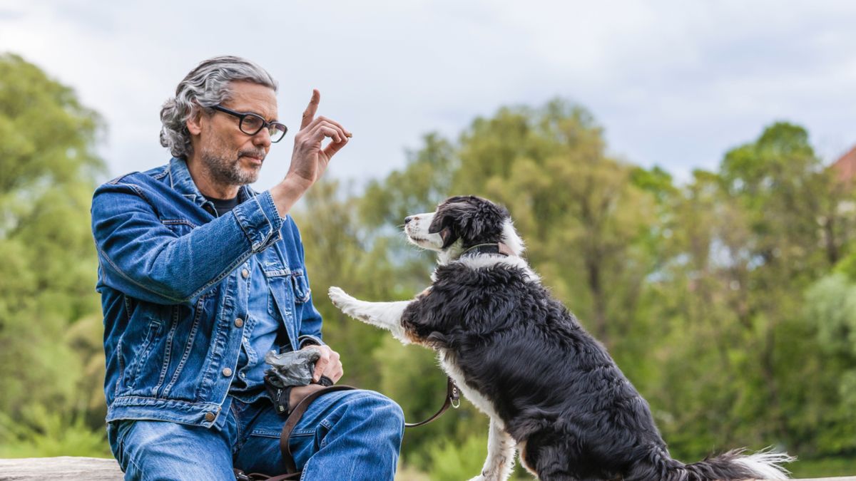 Senior man training dog