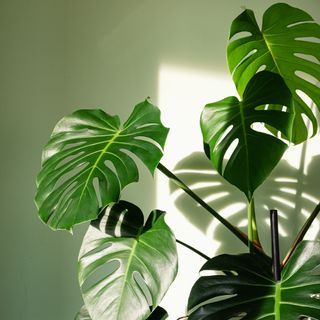 Potted Monstera deliciosa against painted living room wall