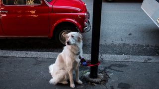Dog tied to lamppost on street