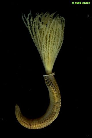 A bristle-mouthed sabellid worm found at the Costa Rica Margin.