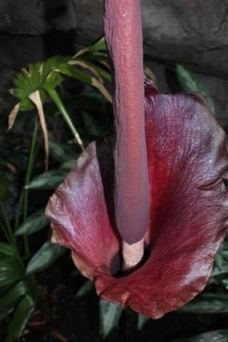 Don't be fooled. There are many flowers in this enormous bloom. The voodoo lily's outer 'petal' is called a spathe, and is actually more similar to a leaf. The lily's flowers, both male and female, are tiny, and cover the large protuberance emerging from the lily's center, called a spadix.