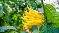 A unique yellow fruit of the Buddha's hand, looking like fingers