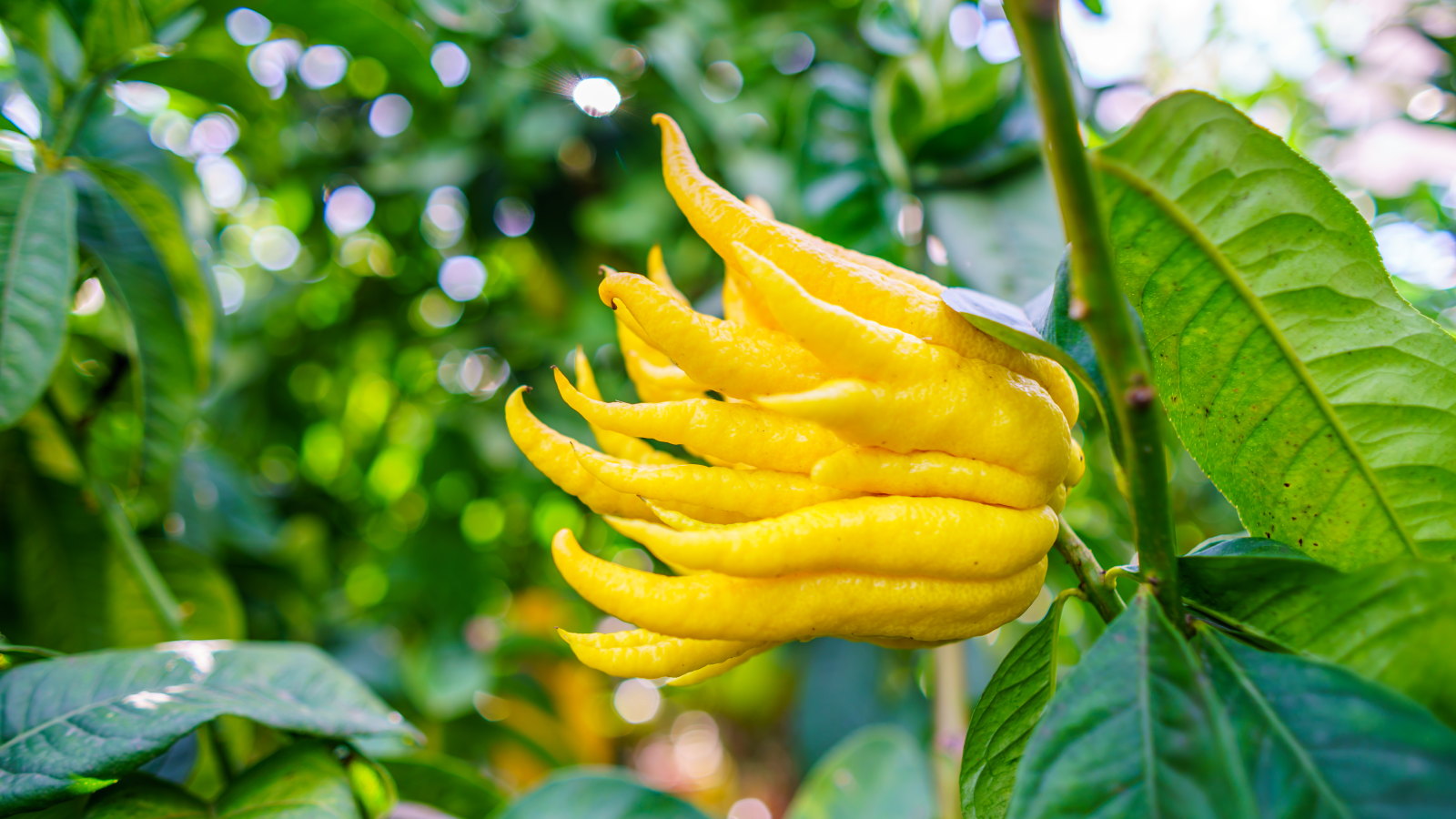 A unique yellow fruit of the Buddha&#039;s hand, looking like fingers