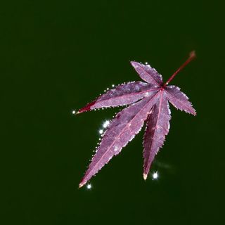 dark red autumn leaf