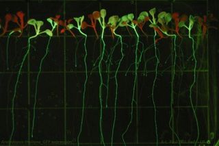Engineered Arabidopsis plants. Green color shows where green fluorescent protein (GFP) is being expressed, and red shows the natural fluorescence of chlorophyll.