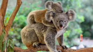 A photo of a koala with a joey on its back. 
