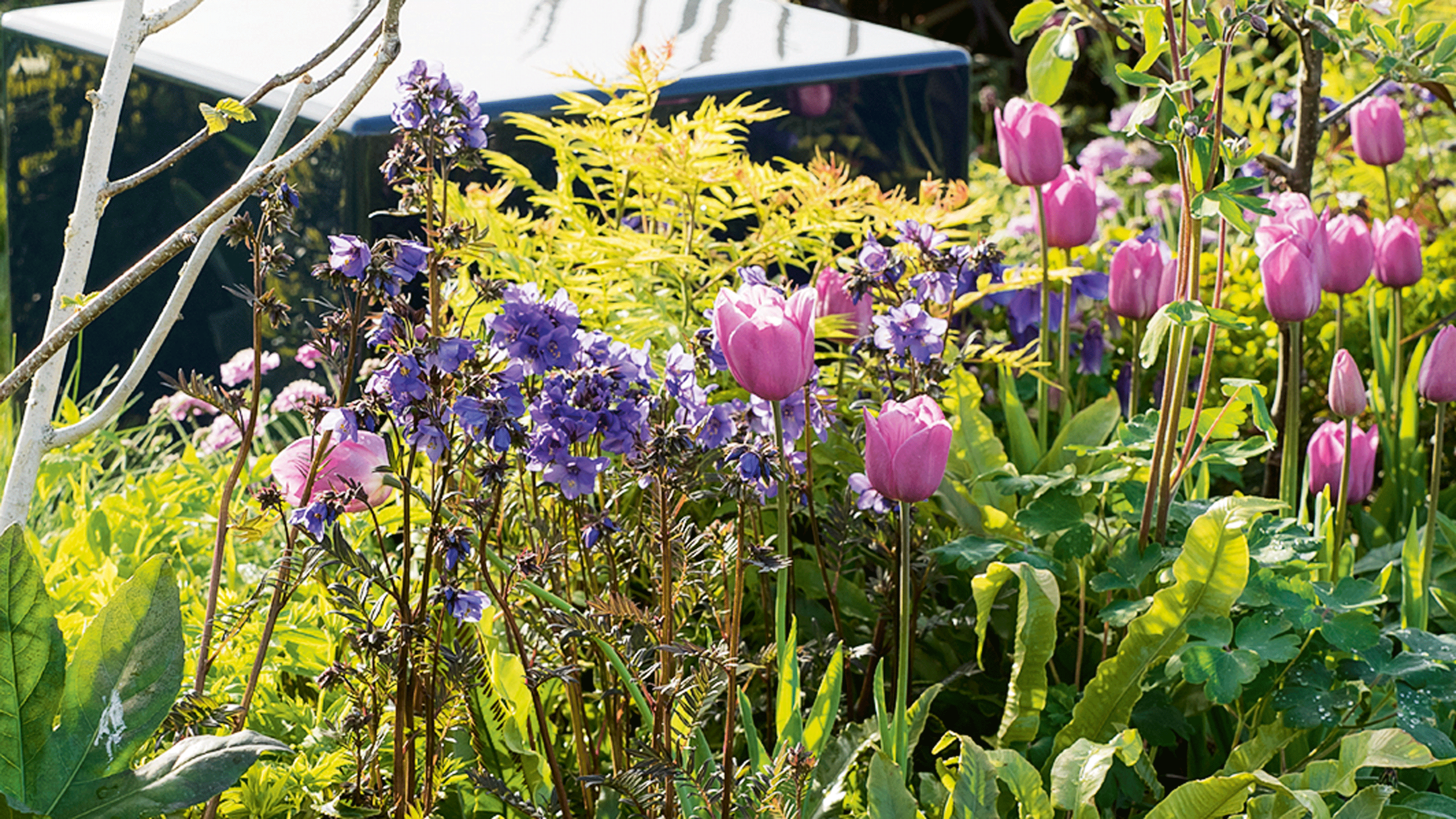 Tulips in garden border