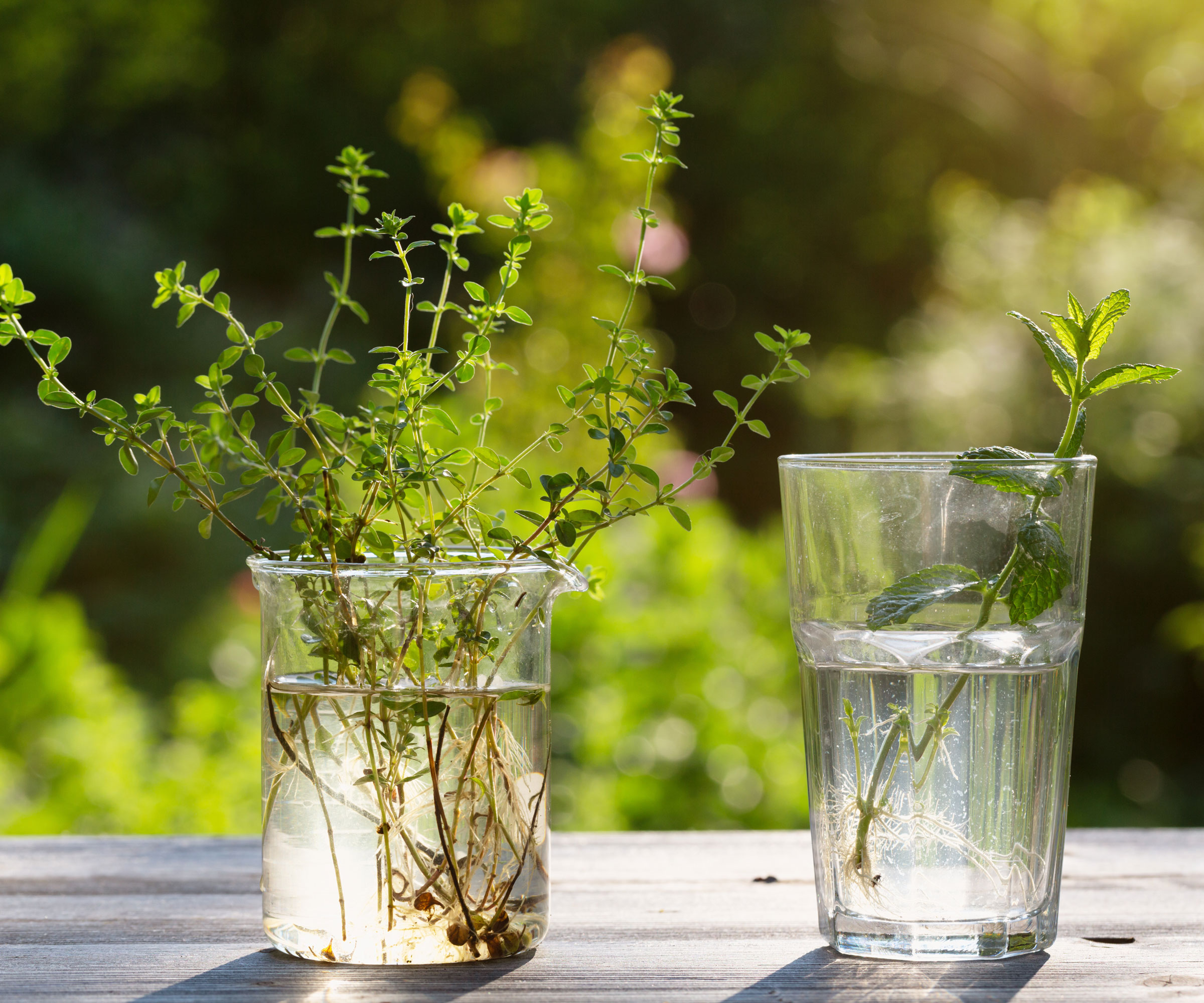 thyme and mint cuttings rooting in water on garden table