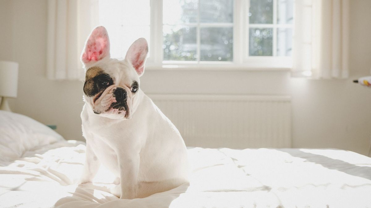 Dog sitting on bed