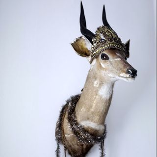 dear head taxidermy with white background