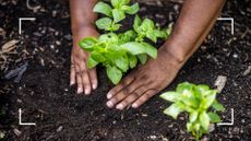  picture of woman planting a basil plant in soil 