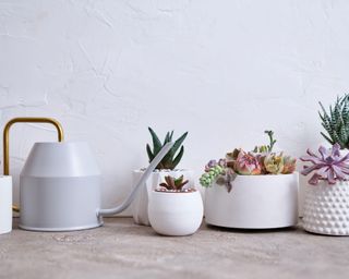 succulents and watering can