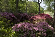 Azaleas and Rhododendrons thrive at the Isabella Plantation in Richmond Park... but not so much in Alan's garden.