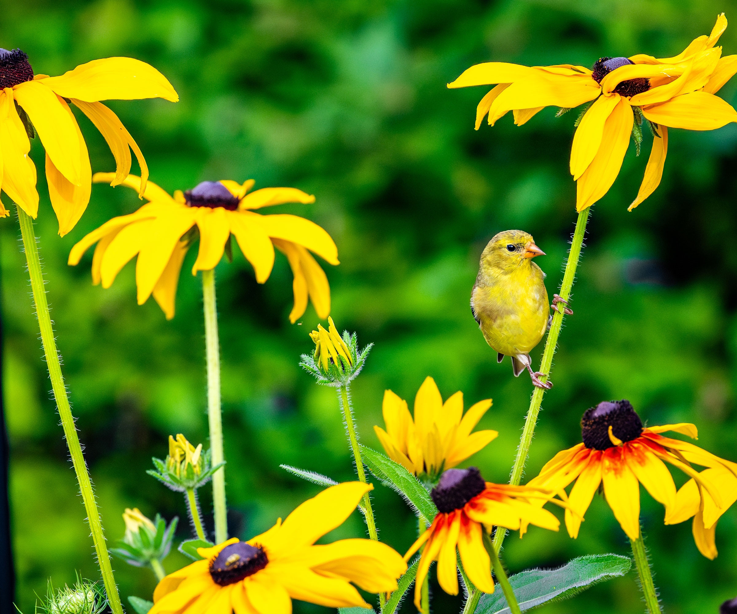 goldfinch perched on black eyed Susan plant