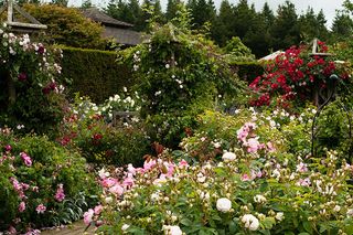 RHS Rosemoor