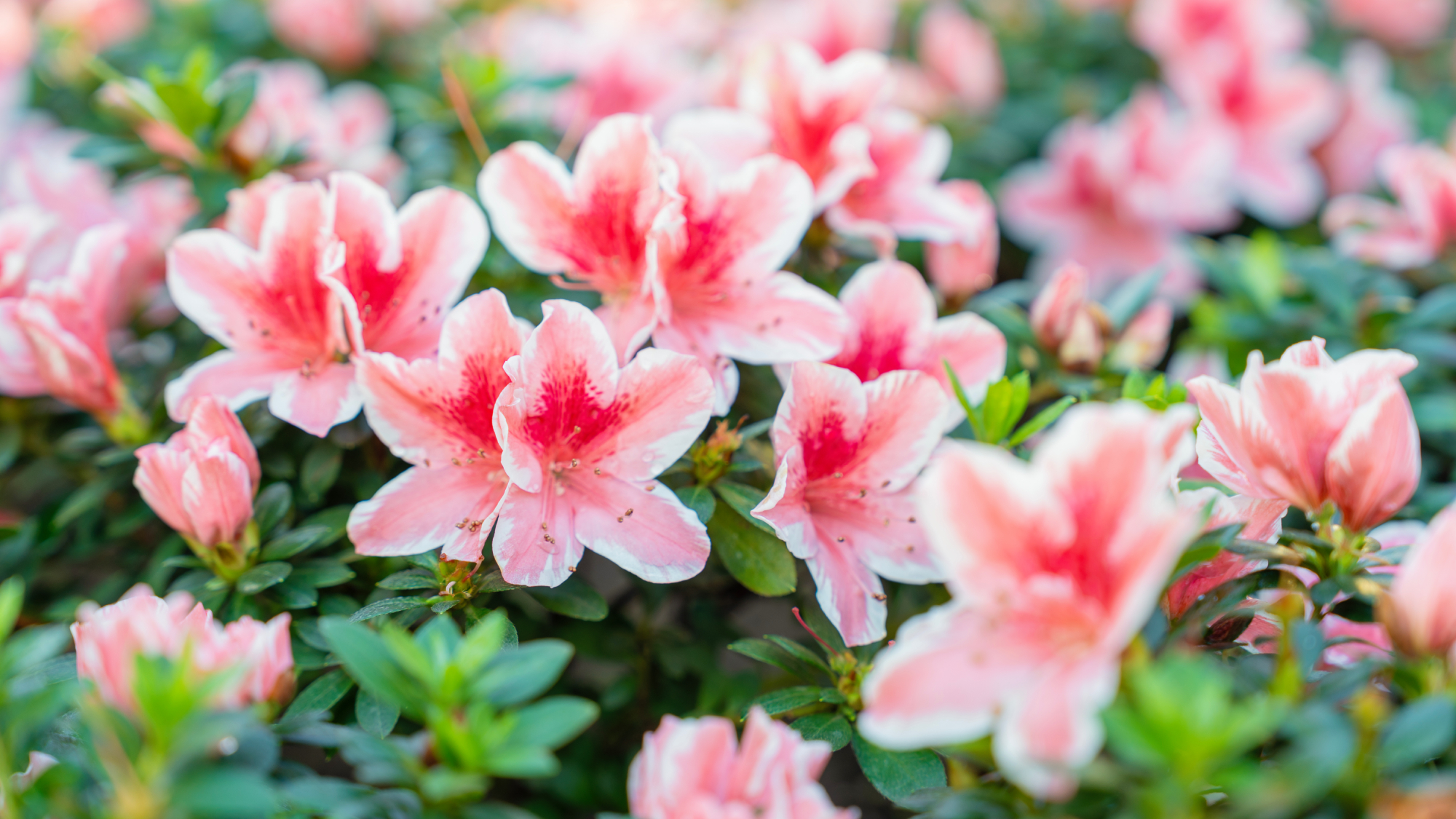 azalea flowers