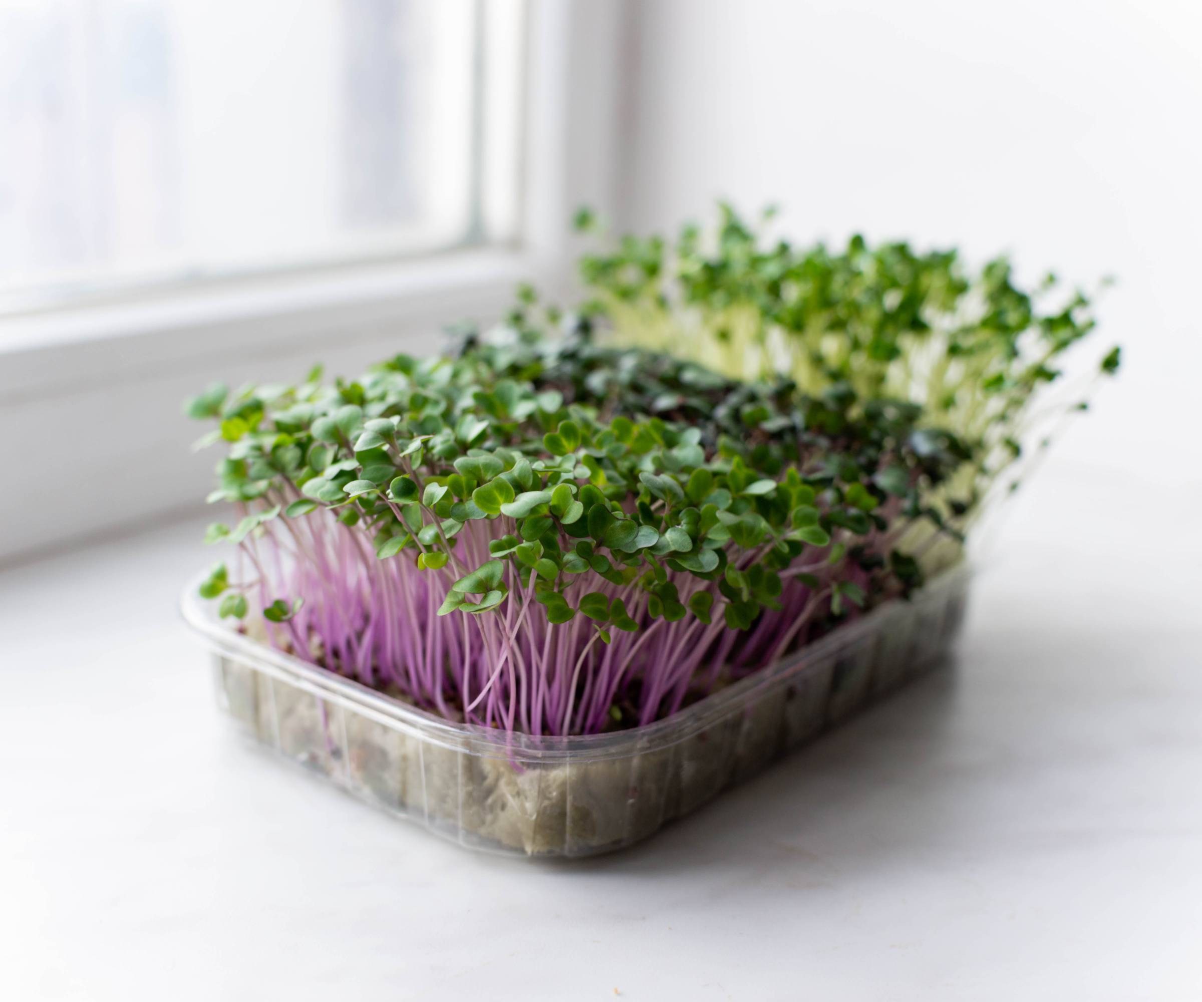 Microgreens growing in a plastic tray on a windowsill