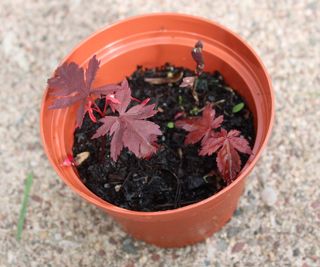 Japanese maple seedlings in a pot