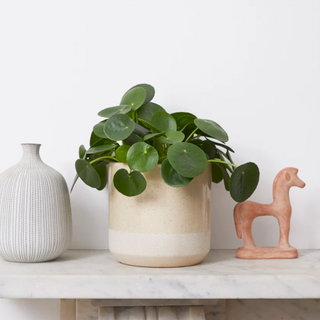 pilea with cream plant pot on marble mantlepiece