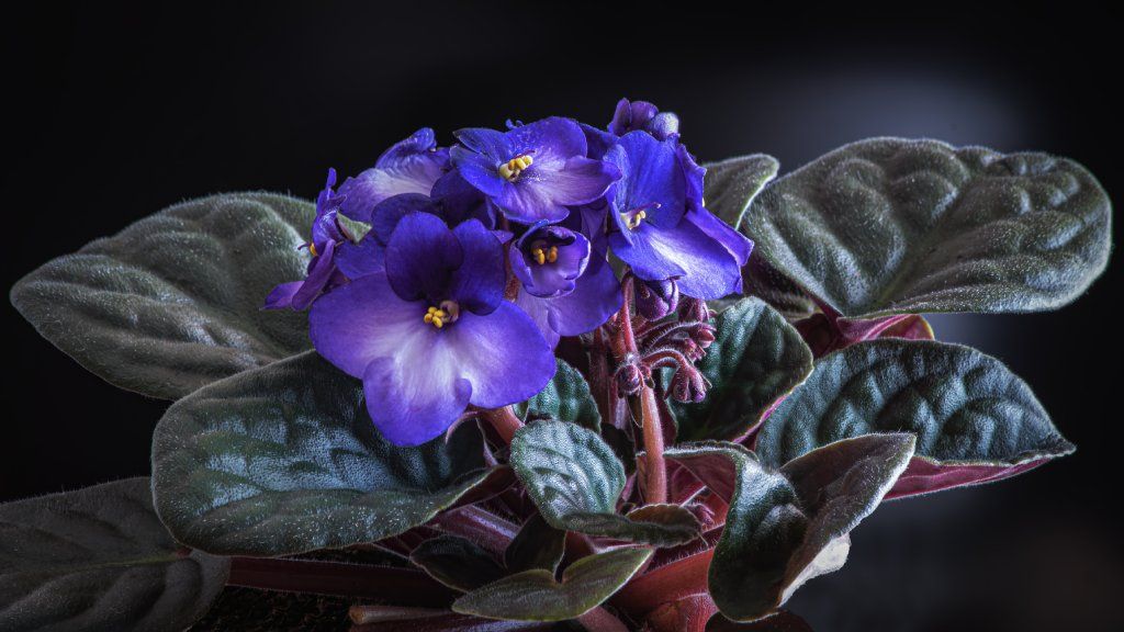 An African violet with purple flowers