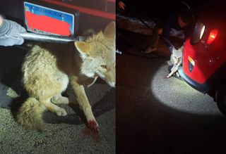 A coyote struck by a vehicle became embedded in the bumper.