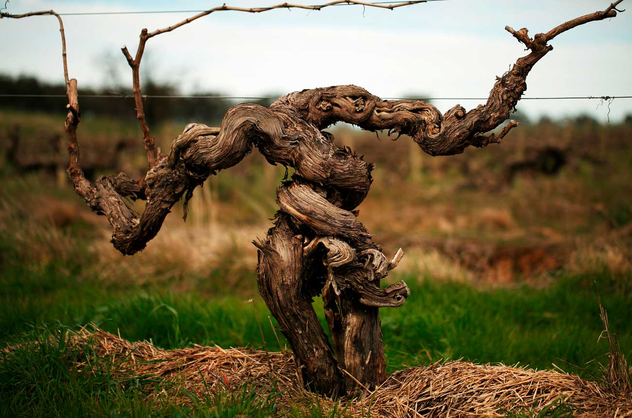 Old vine in a vineyard