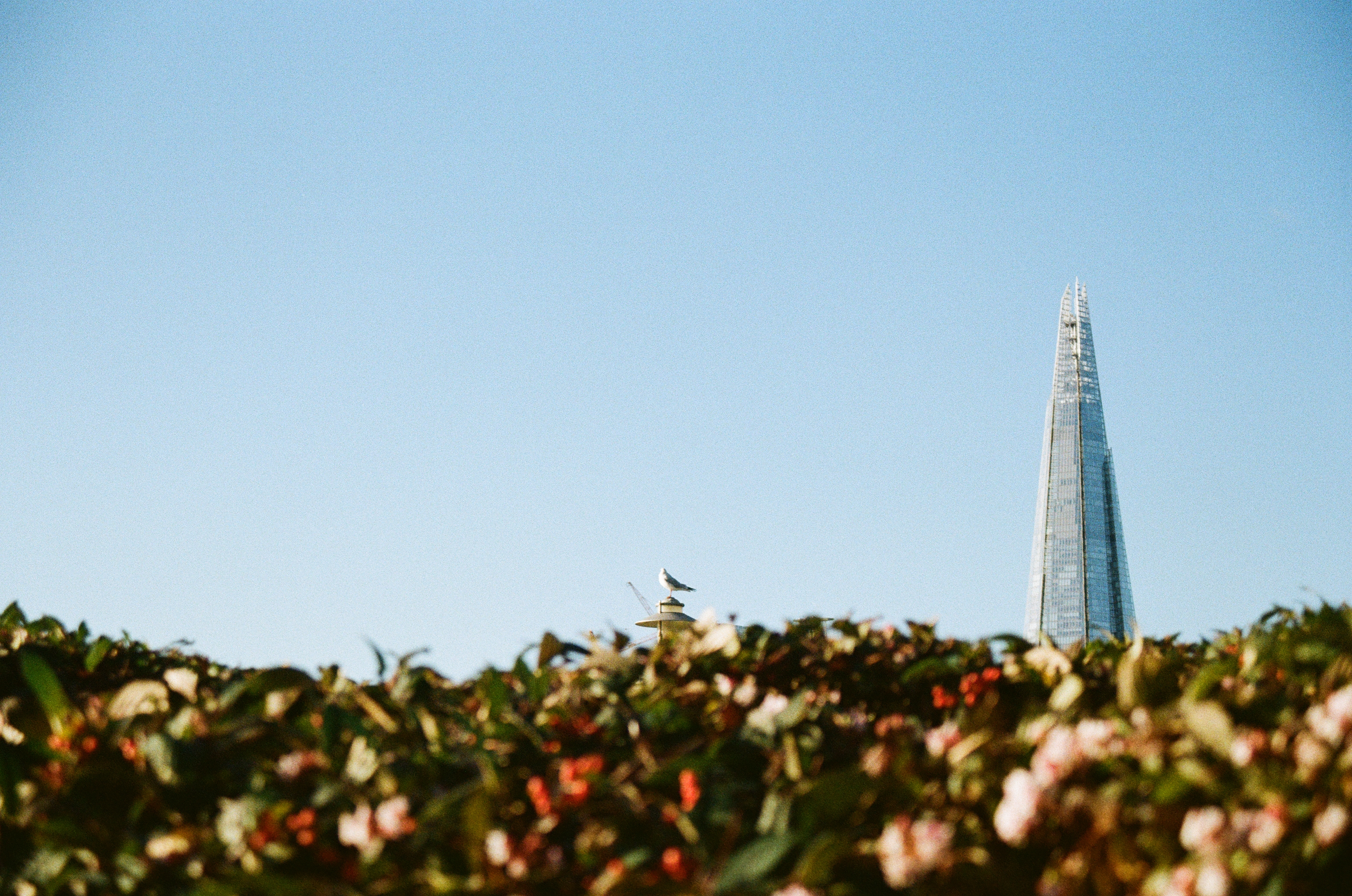 Sample photograph of Kodak Kodacolor 200 showing London's Shard in the distance in a clear blue sky in behind out-of-focus foliage