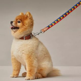 Dog with Hermès leash