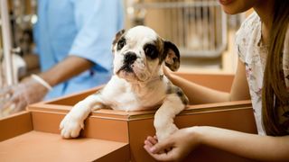 Brown and white dog sitting in a cardboard box with owner