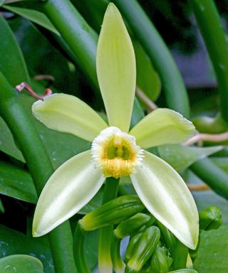 Vanilla orchid flower