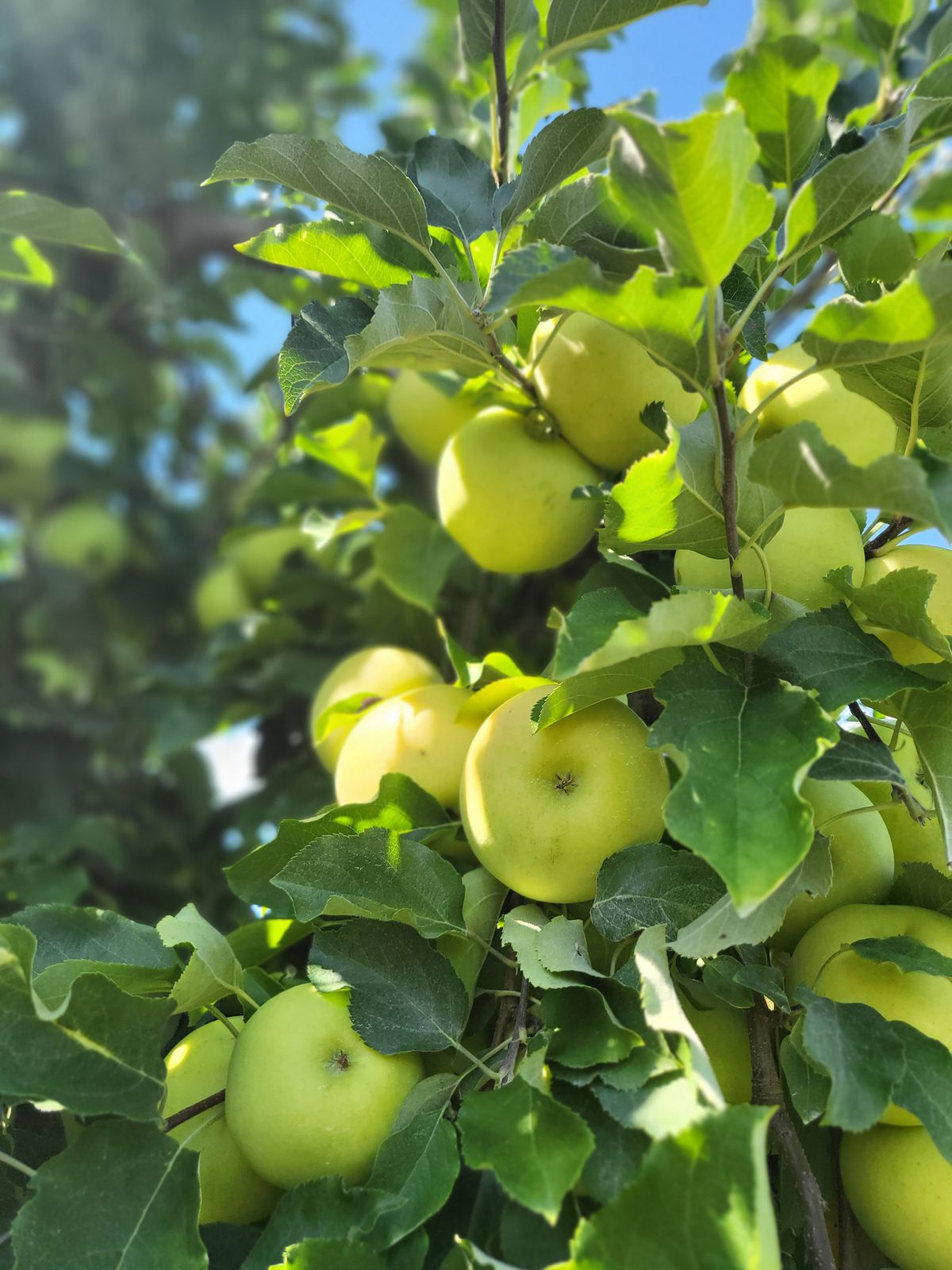 Samsung Galaxy Z Flip 3 camera test, outdoor bright light portrait mode