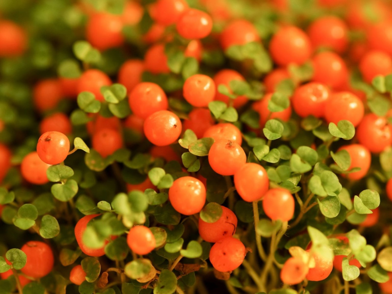 Coral Bead Plant - Learn About Growing Coral Bead Plants