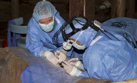 C&amp;#039;sar, an African bull elephant from the North Carolina Zoo in Asheboro is seen undergoing surgery to remove cataracts from his aging eyes.